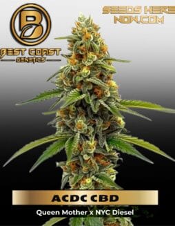 ACDC CBD (1:18) (Regular) (space) Best Coast Genetics