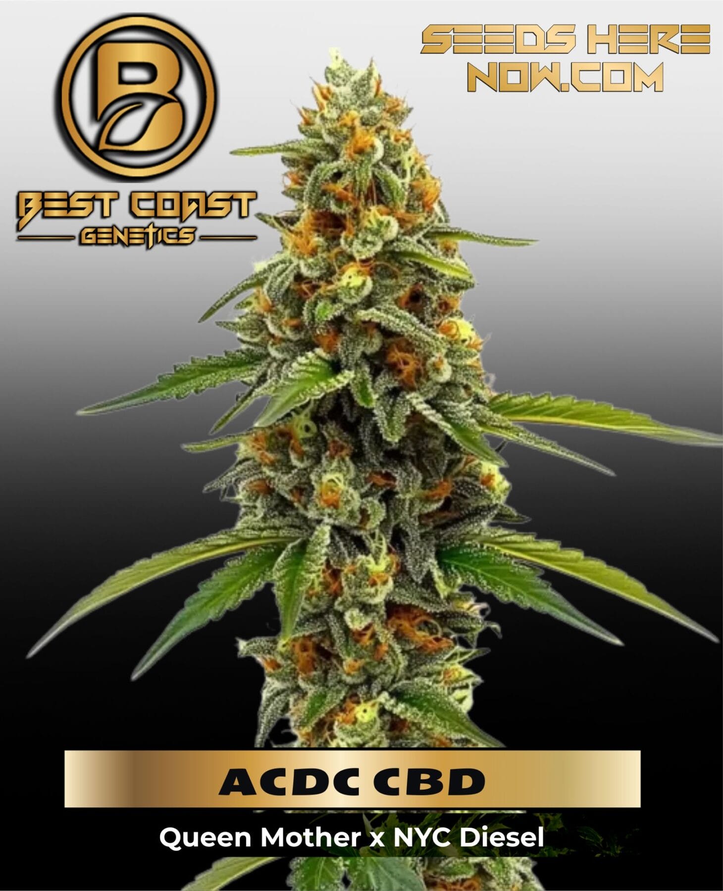 ACDC CBD (1:18) (Regular) - Best Coast Genetics