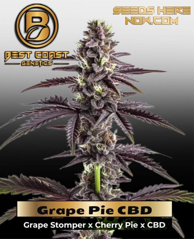 Grape Pie CBD (1:15) (Regular) - Best Coast Genetics