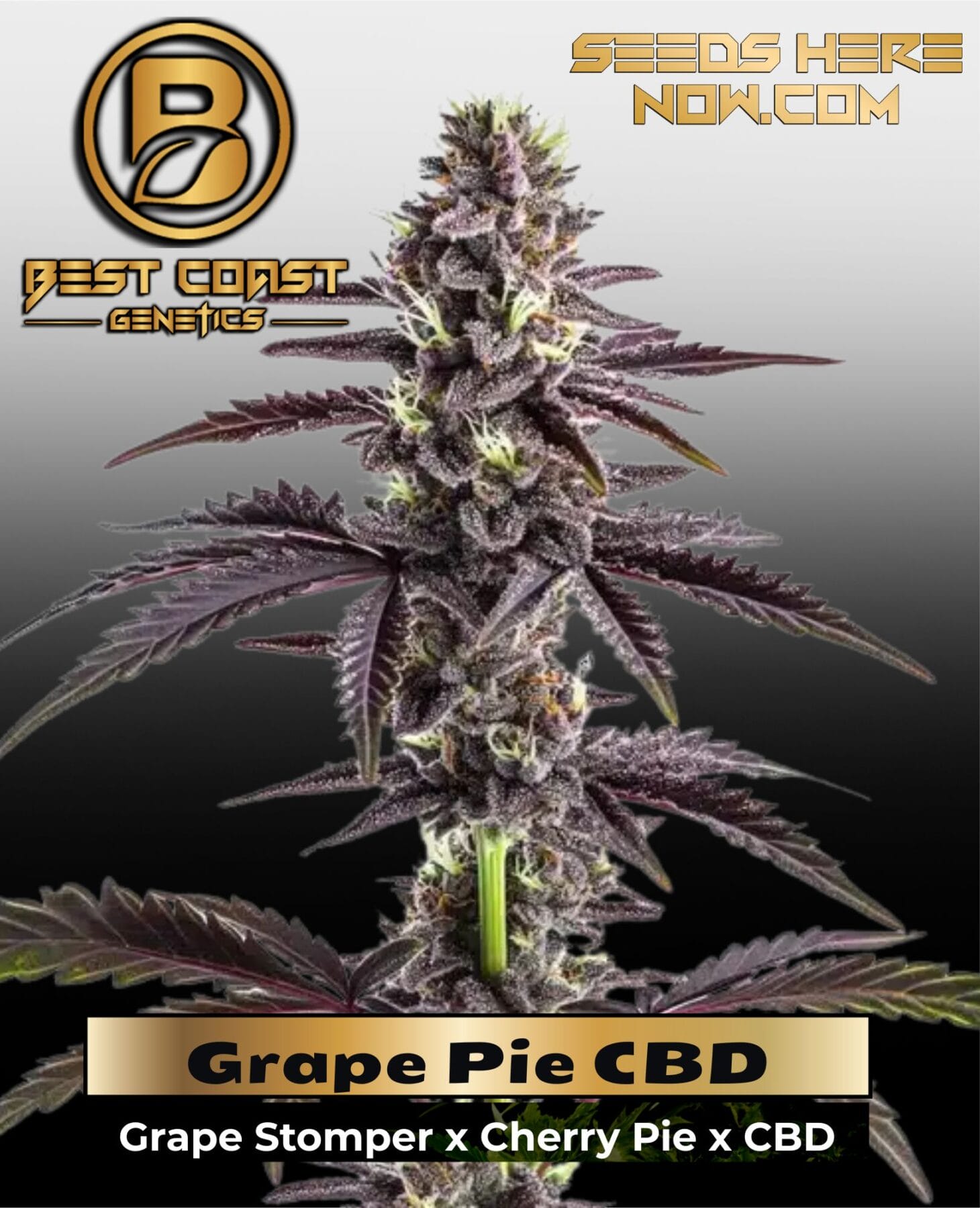 Grape Pie CBD (1:15) (Regular) - Best Coast Genetics