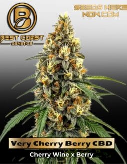 Very Cherry Berry CBD (Regular) (space) Best Coast Genetics