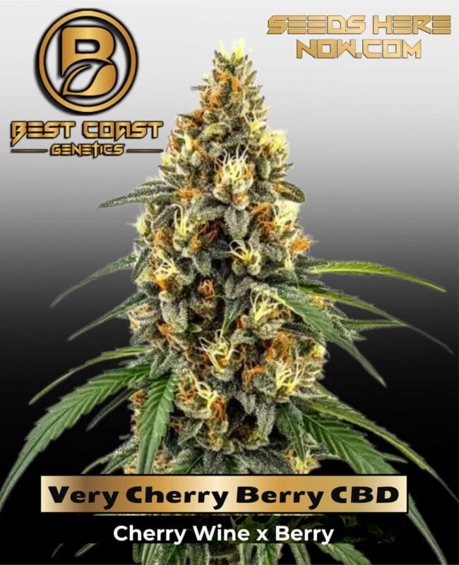 Very Cherry Berry CBD (Regular) - Best Coast Genetics