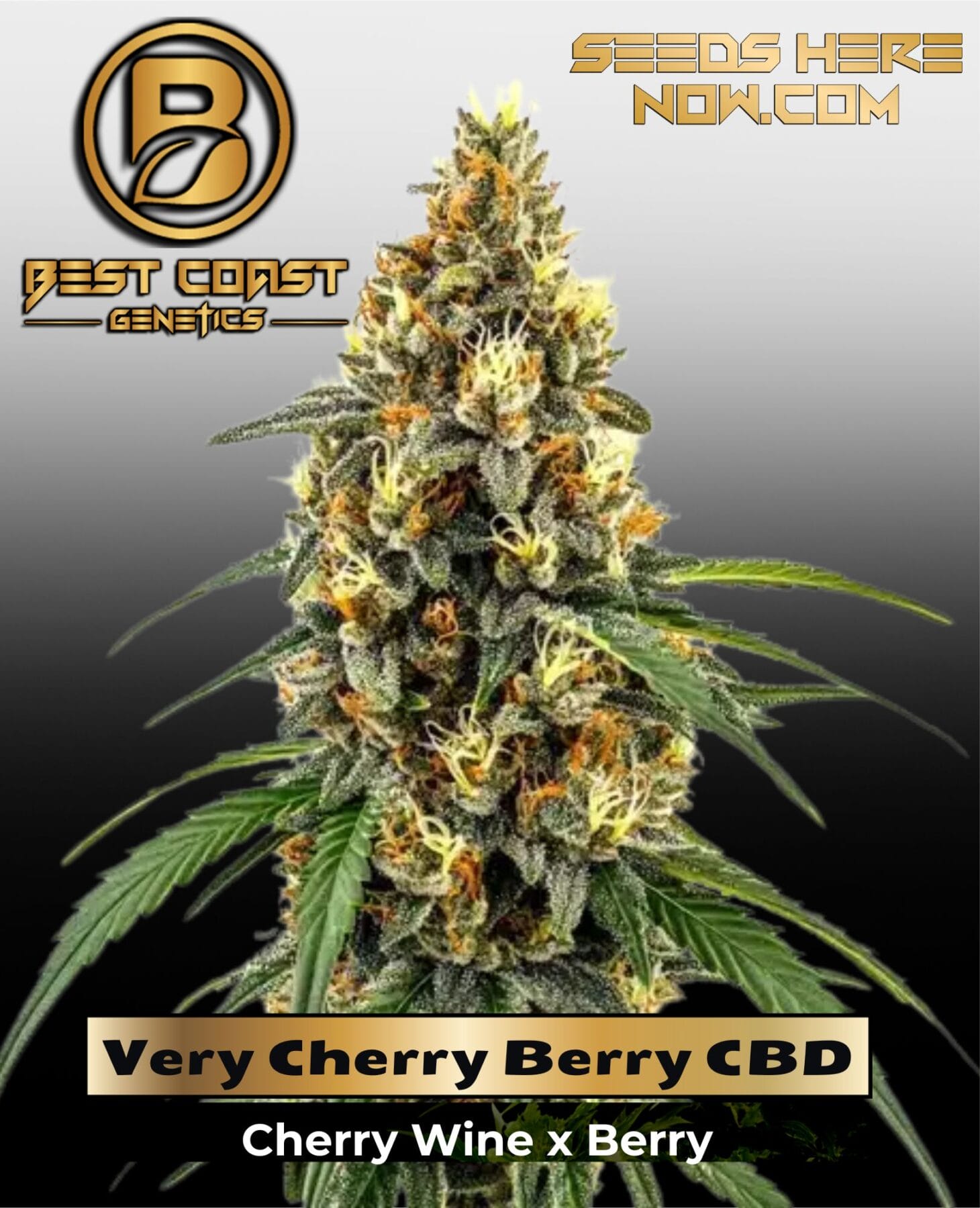 Very Cherry Berry CBD (Regular) - Best Coast Genetics