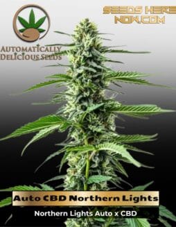 Auto CBD Northern Lights (1:1) (Autoflower) (space) Automatically Delicious