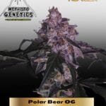 Polar Bear OG (Autoflower) - Mephisto Genetics