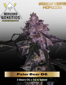 Polar Bear OG (Autoflower) (space) Mephisto Genetics
