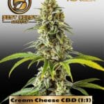 Cream Cheese CBD (1:1) (Regular) - Best Coast Genetics