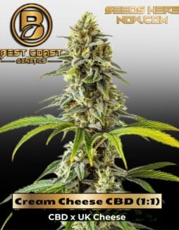Cream Cheese CBD (1:1) (Regular) (space) Best Coast Genetics