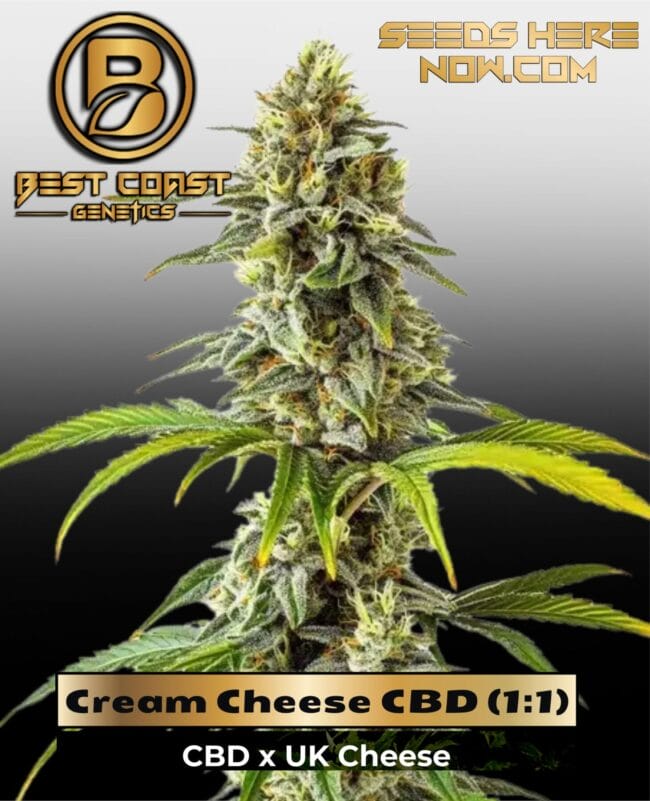 Cream Cheese CBD (1:1) (Regular) - Best Coast Genetics