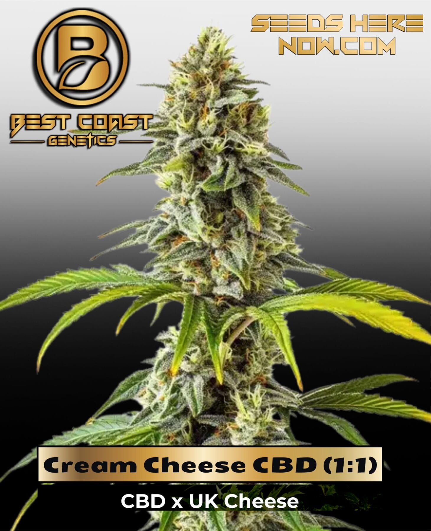 Cream Cheese CBD (1:1) (Regular) - Best Coast Genetics