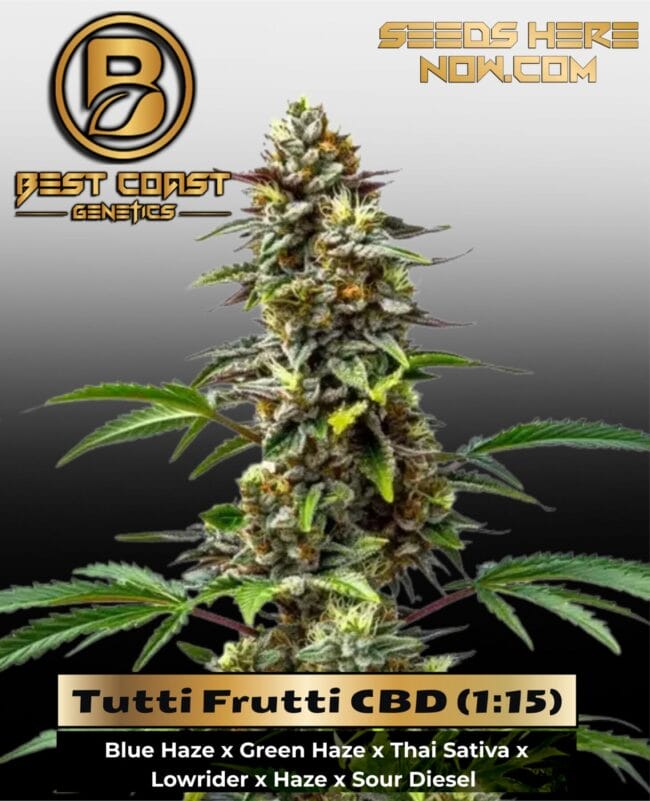 Tutti Frutti CBD (1:15) (Regular) - Best Coast Genetics