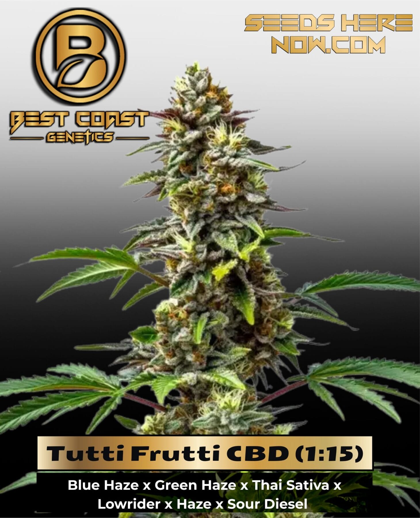 Tutti Frutti CBD (1:15) (Regular) - Best Coast Genetics
