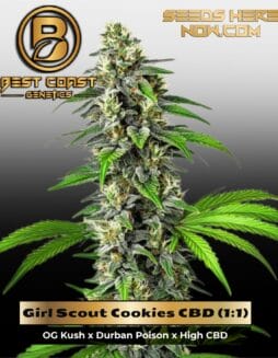 Girl Scout Cookies CBD (1:1) (Regular) (space) Best Coast Genetics