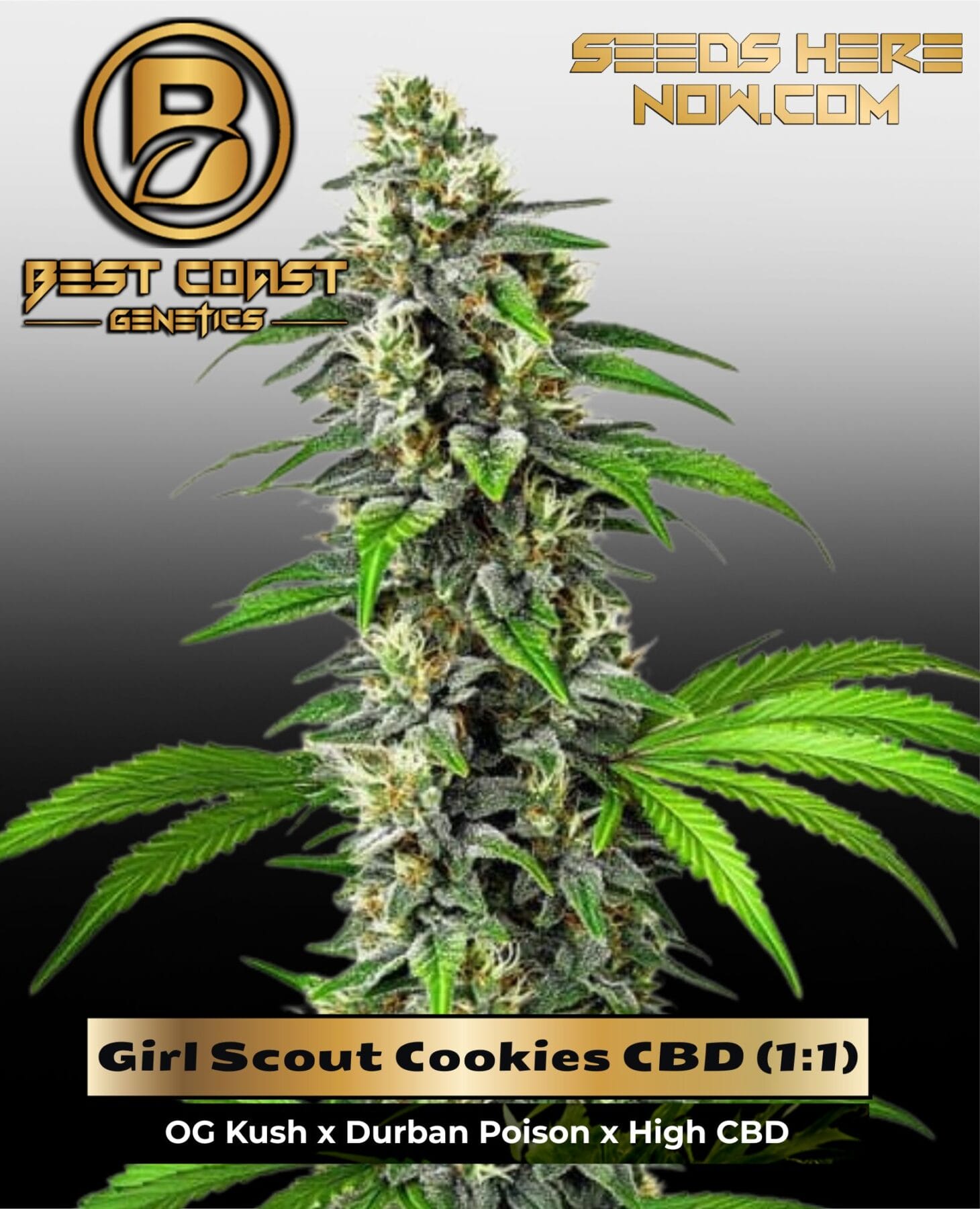 Girl Scout Cookies CBD (1:1) (Regular) - Best Coast Genetics