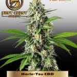 Harle - Tsu CBD (Feminized) - Best Coast Genetics