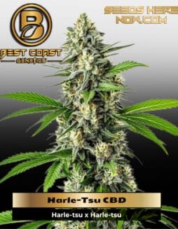Harle(space)Tsu CBD (Regular) (space) Best Coast Genetics
