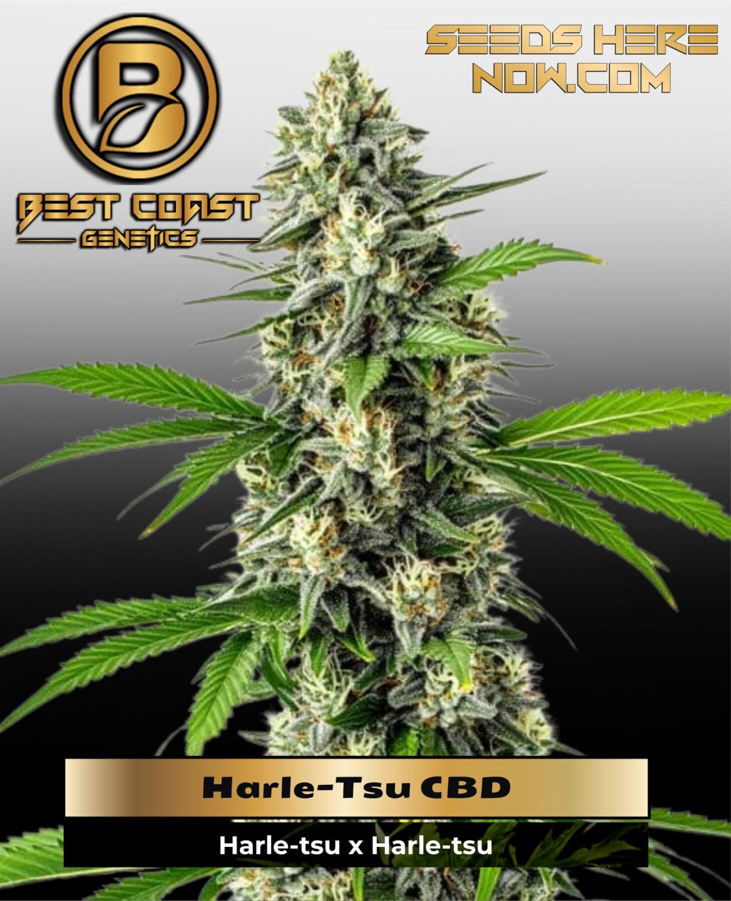 Harle-Tsu CBD (Regular) - Best Coast Genetics