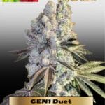 GEN1 Duet (Feminized) - Ethos Genetics