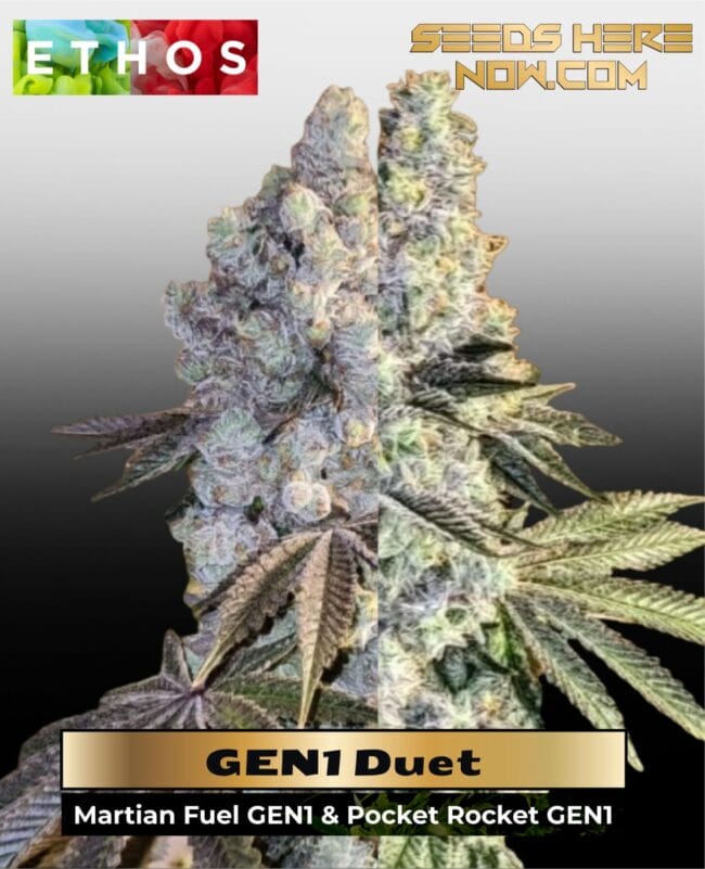 GENT Duet