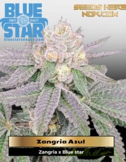 Zangria Azul (Feminized) (space) DJ Short Seeds/Blue Star Seeds
