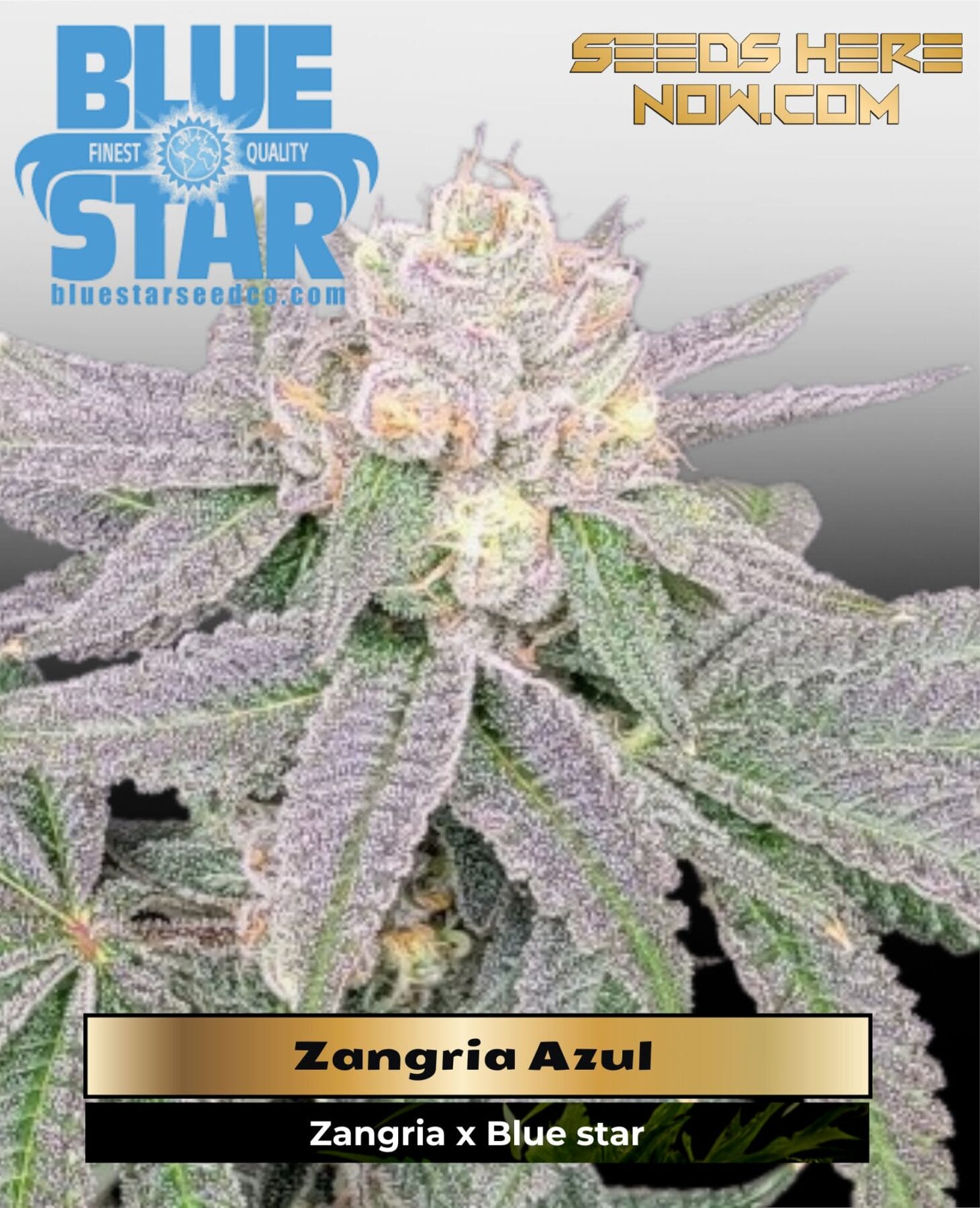 Zangria Azul (Feminized) - DJ Short Seeds/Blue Star Seeds