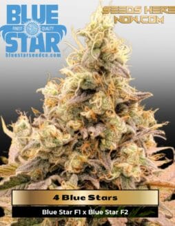 4 Blue Stars (Feminized) (space) DJ Short Seeds/Blue Star Seeds
