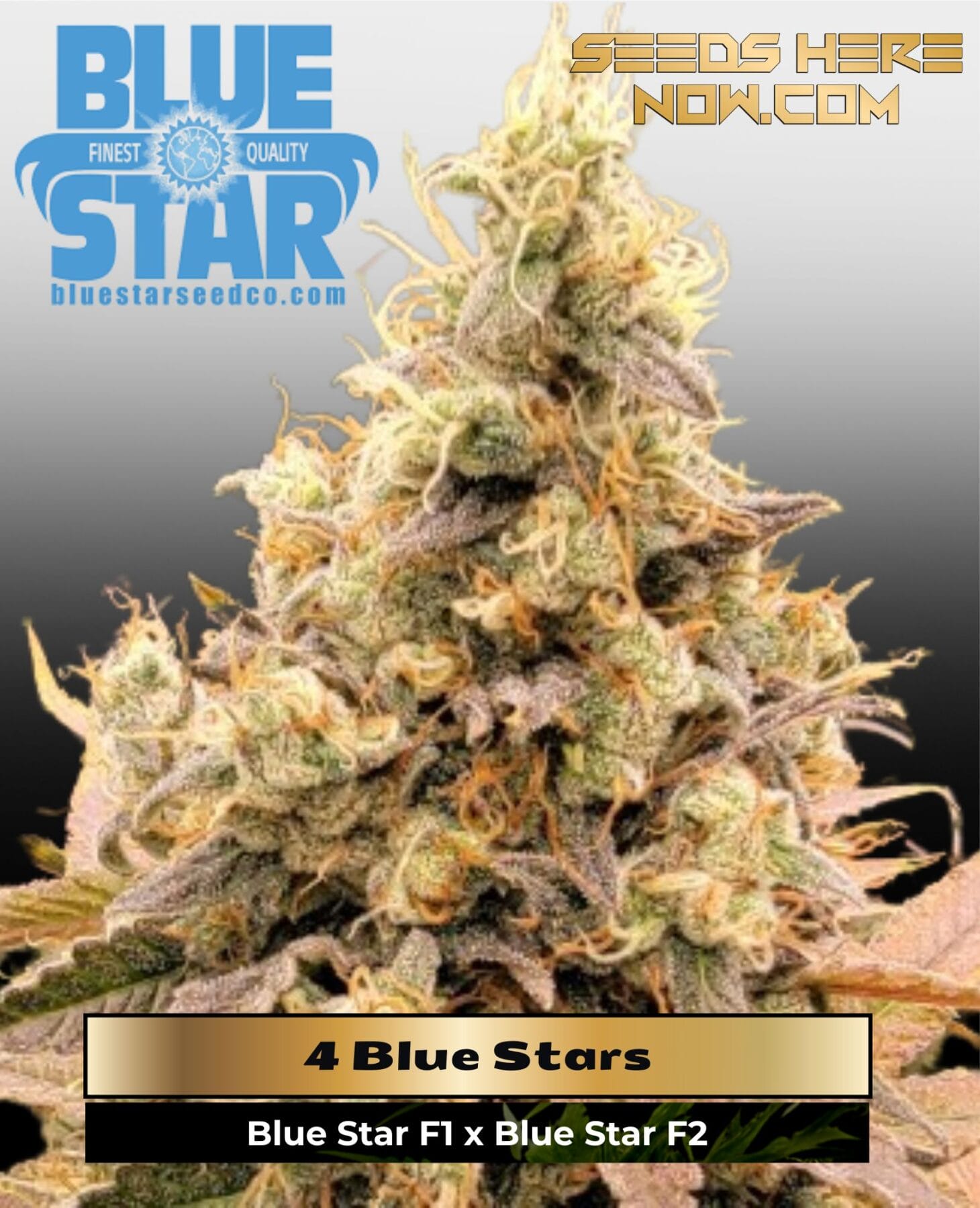 4 Blue Stars (Feminized) - DJ Short Seeds/Blue Star Seeds