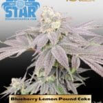 Blueberry Lemon Pound Cake (Feminized) - DJ Short Seeds/Blue Star Seeds