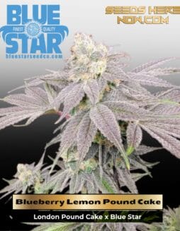 Blueberry Lemon Pound Cake (Feminized) (space) DJ Short Seeds/Blue Star Seeds