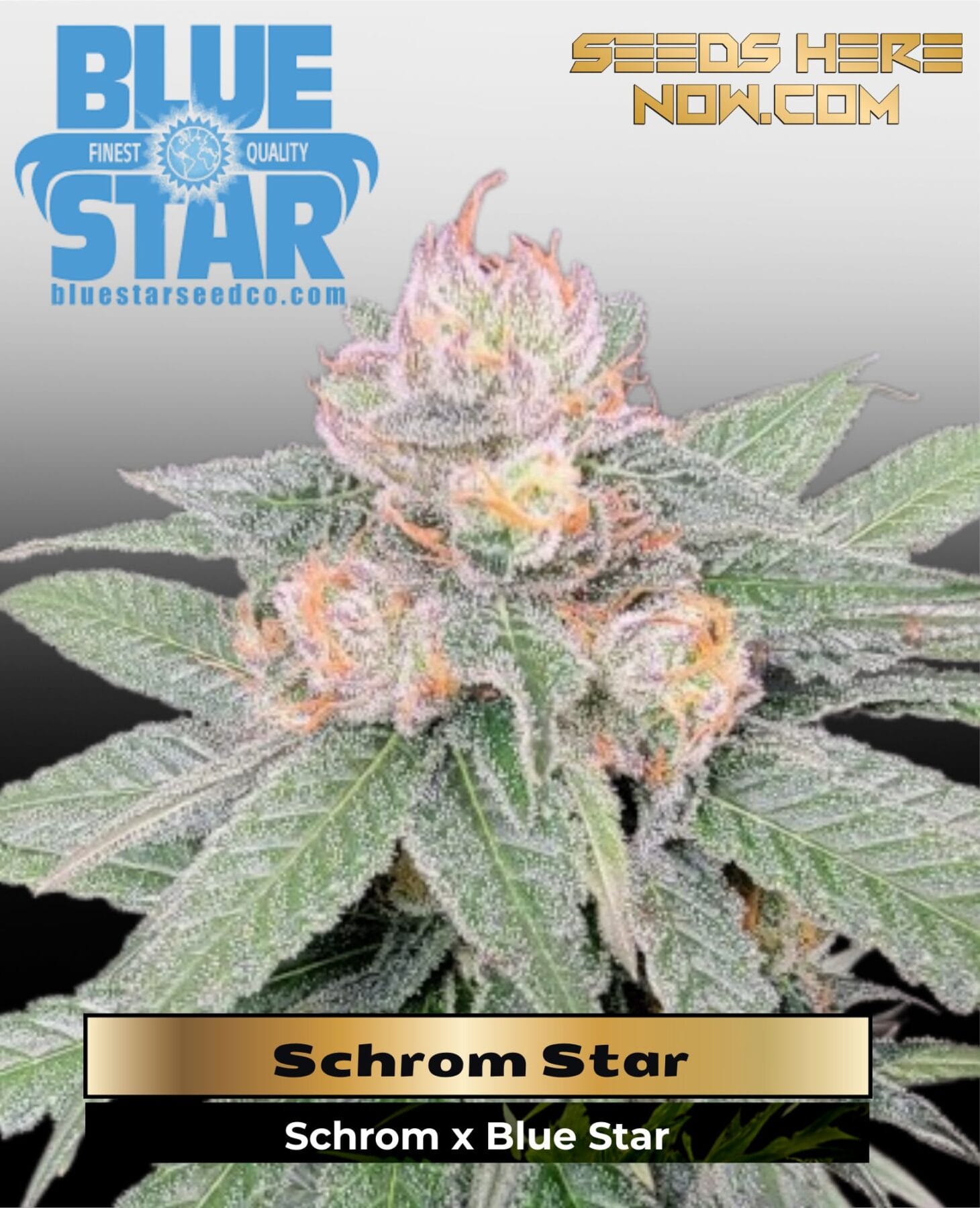 Schrom Star (Feminized) - DJ Short Seeds/Blue Star Seeds