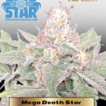 Mega Death Star (Feminized) - DJ Short Seeds/Blue Star Seeds