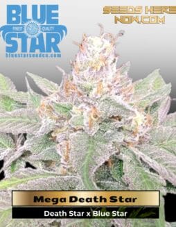 Mega Death Star (Feminized) (space) DJ Short Seeds/Blue Star Seeds
