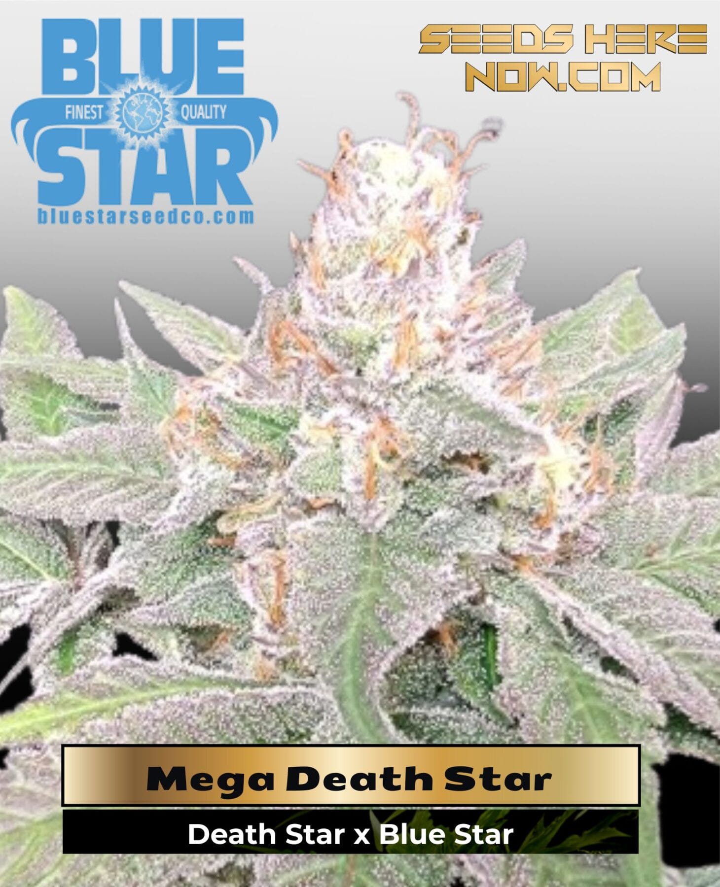 Mega Death Star (Feminized) - DJ Short Seeds/Blue Star Seeds