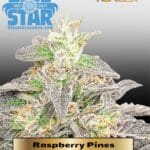 Raspberry Pines (Feminized) - DJ Short Seeds/Blue Star Seeds