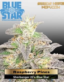Raspberry Pines (Feminized) (space) DJ Short Seeds/Blue Star Seeds