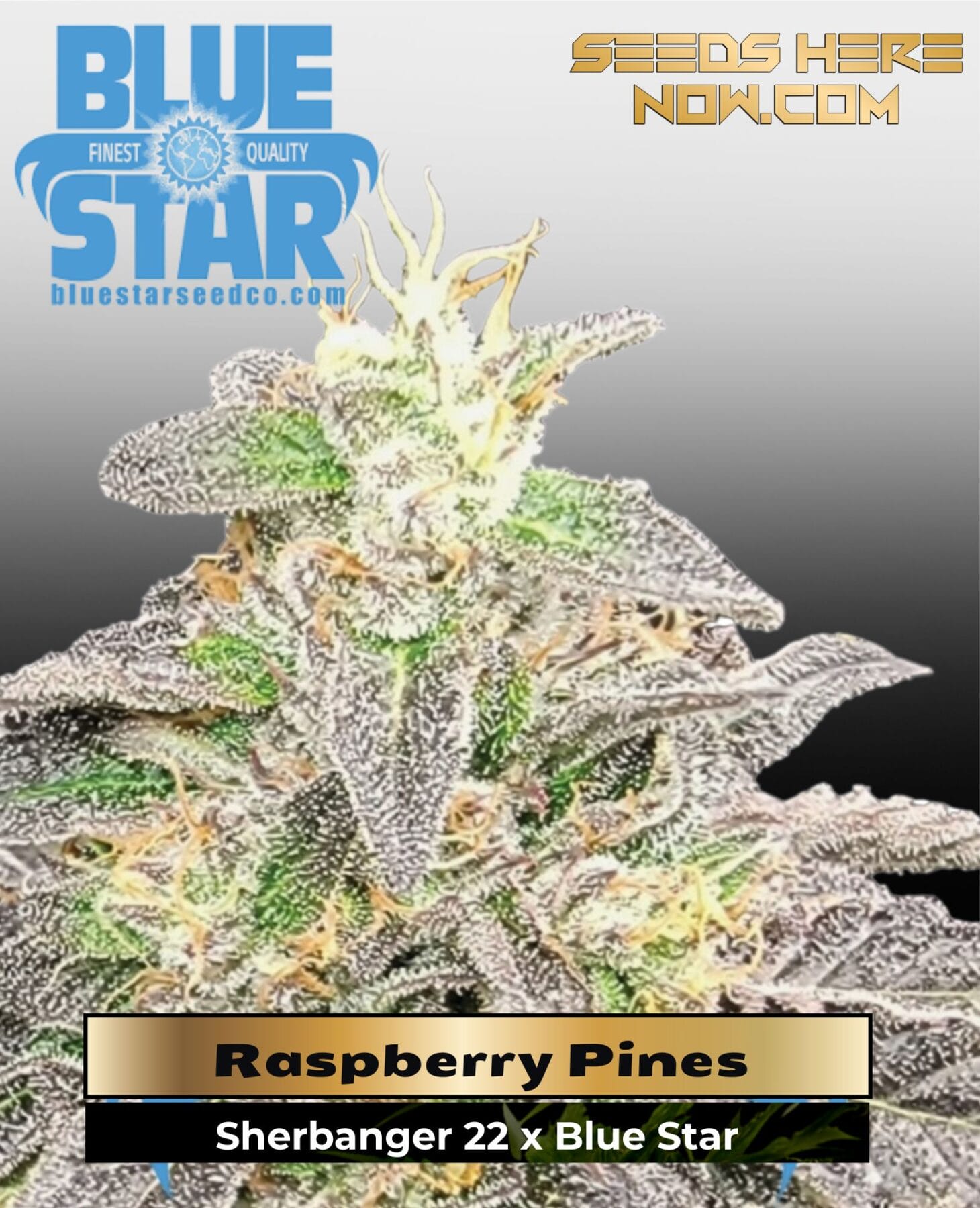Raspberry Pines (Feminized) - DJ Short Seeds/Blue Star Seeds