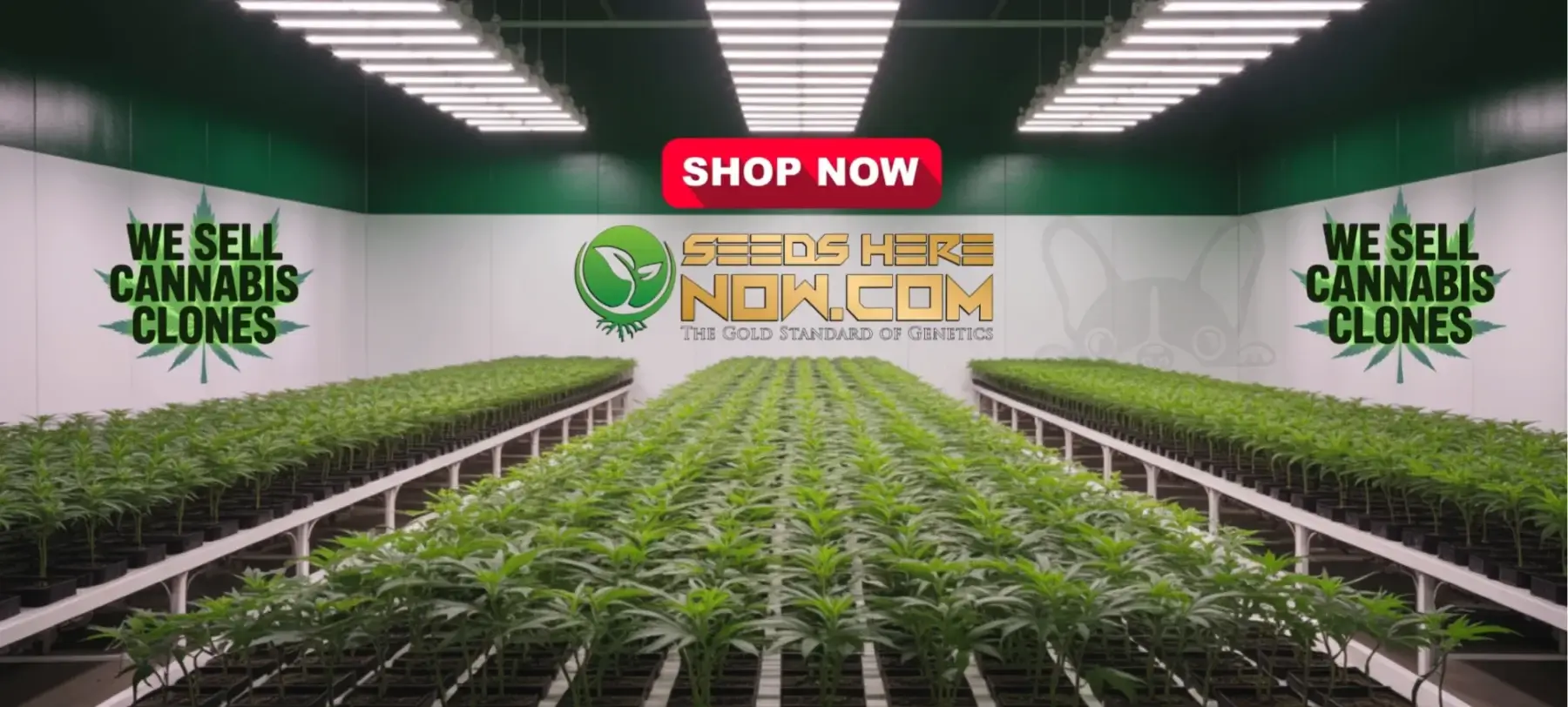 Autoflower Seeds Promotion
