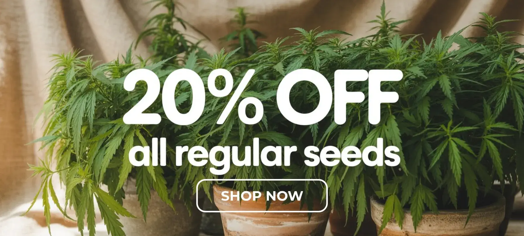 Autoflower Seeds Promotion
