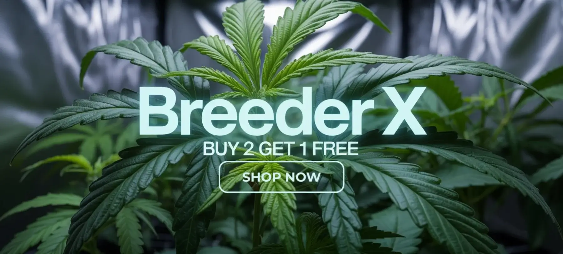 Autoflower Seeds Promotion