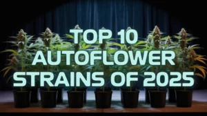 Top 10 Autoflower Strains of 2025