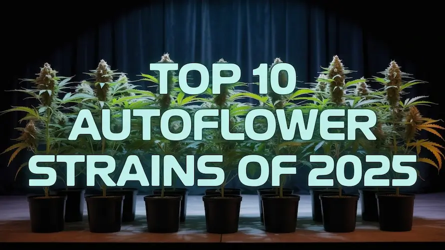 The Top 10 Autoflower Strains of 2025: Real Winners From Seeds Here Now’s Vault