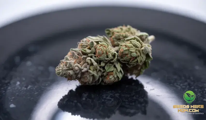 Top Cannabis Strains Of 2026: A Look Into The Future With James Bean – top cannabis strains 2026