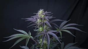 Blueberry Cherry strain review