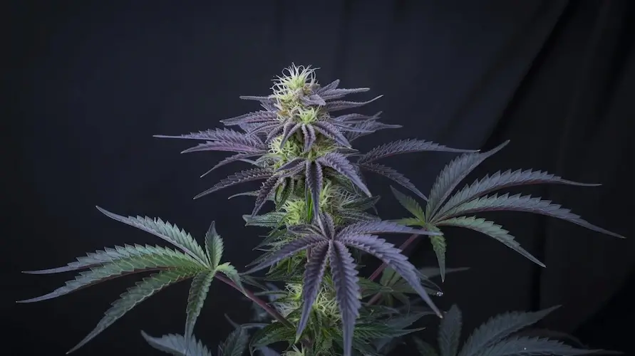 Blueberry Cherry Strain Review: A Fruity Cannabis Hybrid Blend