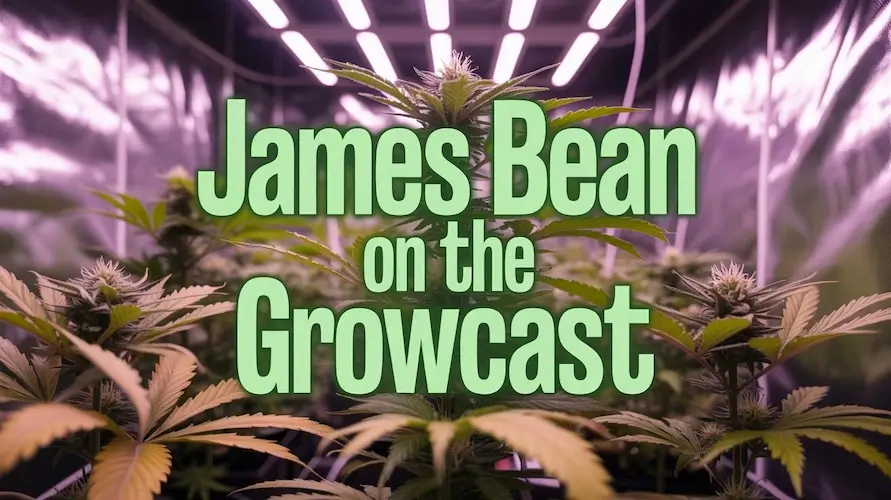 James Bean on Big Breeder Collabs, Strain History, Cannabis Scams, and More