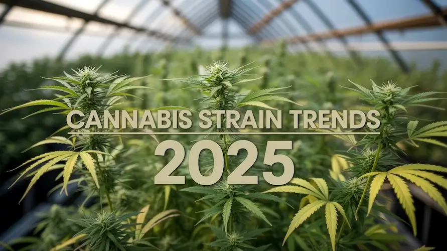 Cannabis Strain Trends 2025: State-By-State Recap