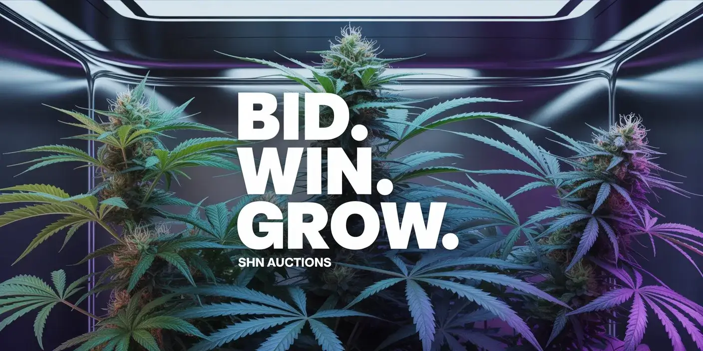 Autoflower Seeds Promotion