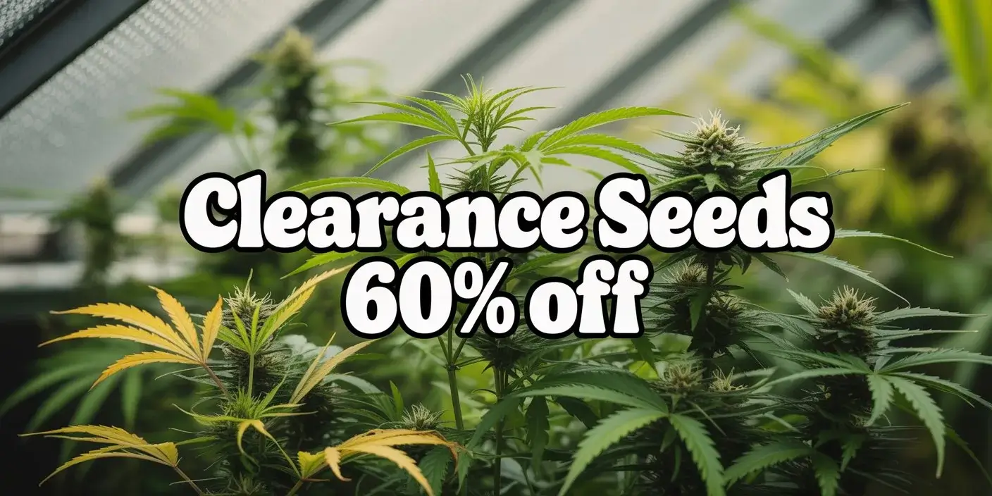Autoflower Seeds Promotion