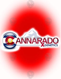 Swooner (Feminized) (space) Cannarado Genetics