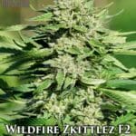 Wildfire Zkittlez F2 (Regular) - Massive Seeds